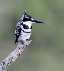 Birds Of South Africa Pictures And Names Bontvisvanger Pied Kingfisher Mabalingwe Bela Bela South Africa Animals Africa Birds