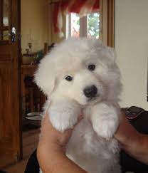 White German Shepherd Puppies White Long Haired German Shepherd Puppies Doncaster South Yorkshire Germa German Shepherd Puppies White Shepherd Puppies