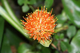 Image result for Scadoxus membranaceus