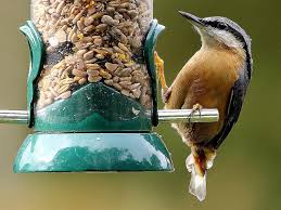 Pet shops near me that sell bird food. Foods To Attract Birds To Your Lawn