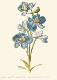 P1198641272 2 Jpg 286 400 Botanical Illustration Vintage Vintage Flower Tattoo Botanical Illustration