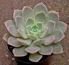 Graptoveria Acaulis A Quickly Spreading Plant With Masses Of Pearly Pink Longish Leaves Forming Rosettes The Succulents Garden Cacti And Succulents Succulents