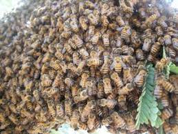We serve homeowners, property managers, hoas, businesses, contractors, schools, municipalities and all other properties. Bee Removal Scottsdale No Chemicals No Kill Live Relocation
