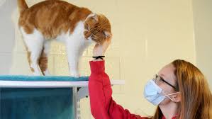 We did not find results for: Animal Shelters Struggle To Meet Demand For Animals During Covid 19