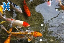 Ryby Biznes Goroskop Na Nedelyu 1001 Goroskop