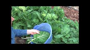 Learn how to plant, care for, and harvest for collard greens when gardening. How To Grow Collard Greens In Texas Youtube