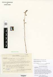 Image result for Manniella