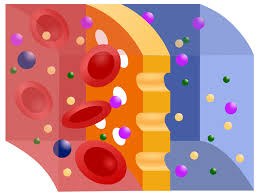 Permeability of plant cells r collander annual review of plant physiology physiological roles of ethylene in plants h k pratt, and and j d goeschl annual review of plant physiology metabolism of organic pesticide chemicals in higher plants j e casida, and and l lykken Semipermeable Membrane Wikipedia
