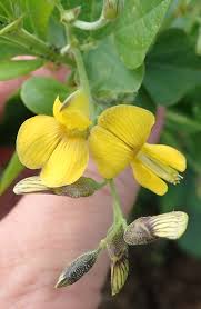 Image result for Rhynchosia caribaea
