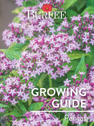 Image result for Pentas