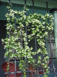 Is star jasmine fast growing. Madison Confederate Jasmine Trachelospermum Jasminoides