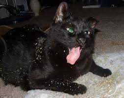 They know when to reject it, if they've had too much. Why Our Cats Love Catnip According To Science