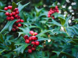 As a new introduction into the commercial marketplace with true potential for a single pick harvest, we recommend clockwork for. Holly With No Berries Reasons Why A Holly Bush Doesn T Have Berries