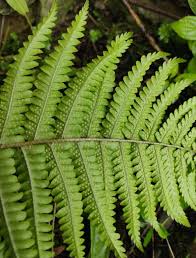 Image result for Dryopteris athamantica
