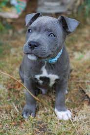 Blue Staffordshire Bull Terrier Pup Cute Animals Cute Dogs Pitbull Terrier
