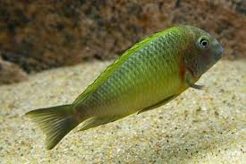 Tropheus Moorii Linangu New Yellow Side Regular