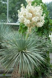 Beaked Yucca In Flower Yucca Rostrata Yucca Rostrata Flower Stock Photography Yucca