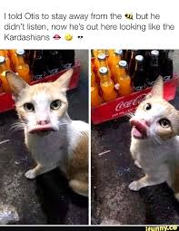 Top Laughing So Hard Cat Memes Cat Memes Kid Friendly In 2020 Funny Cat Memes Cat Memes Funny Animal Quotes