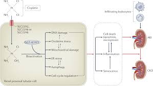 Image result for Cisplatin