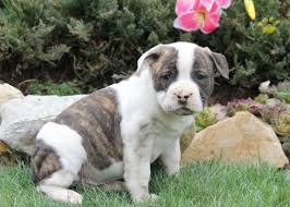 Only guaranteed quality, healthy puppies. George American Bulldog Puppy For Sale In New Holland Pa Happy Valentines Day Happyvalentinesday2016i