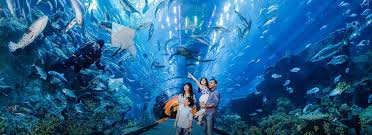 Dubai Aquarium Underwater Zoo U By Emaar