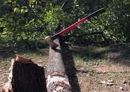 You Should Cut Down A Tree Associate S Mind