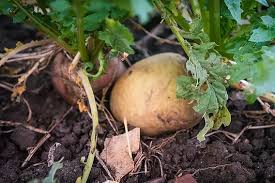 Image result for Solanum tuberosum