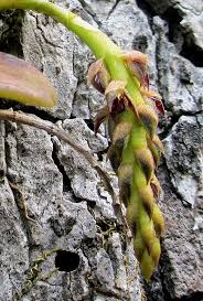 Image result for Bulbophyllum elliotii