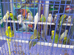 Buy food & accessories for your cat, dog, fish, reptile, bird, or rabbit | 10000+ products Raja Babu Birds And Pet Shop Kantatoli Pet Shops In Ranchi Justdial