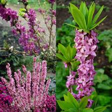 Image result for Daphne mezereum