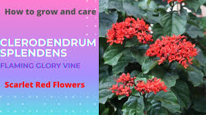 Image result for Clerodendrum splendens