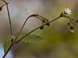 Image result for Adenostemma viscosum