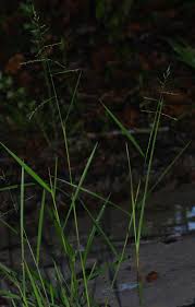 Image result for Steinchisma laxum