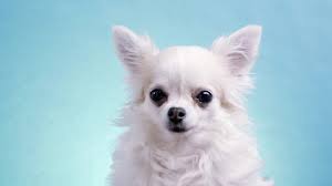 Welcome to funny pet videos, a channel dedicated to cute, fluffy cats and curious, rambunctious dogs. Chihuahua Stock Video Footage 4k And Hd Video Clips Shutterstock