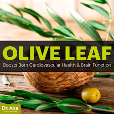 Olive Leaf Extract Benefits Uses Dosage And Side Effects Dr Axe Olive Leaf Benefits Olive Leaf Health