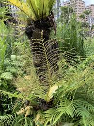 Image result for Drynaria