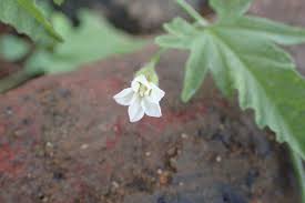 Image result for Convolvulus aschersonii