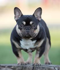 They possess a dark coat with the area of their head, toe, chest, and neck striped with white. Rare French Bulldog Colors Frenchie World Shop