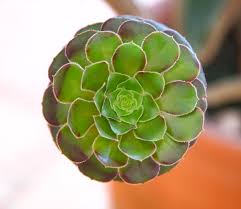 Image result for Crassulaceae