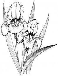 Type Text Flower Line Drawings Iris Drawing Flower Drawing