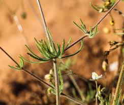 Image result for Spergula arvensis