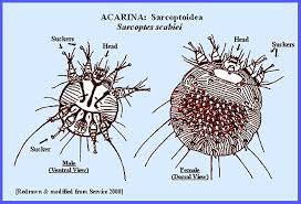 Image result for Sarcoptes scabiei life cycle