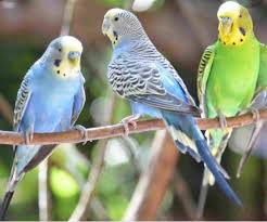Best store to buy exotic bird, small animal & fish supply products in matawan! Exotic Birds Shop In Kanke Ranchi