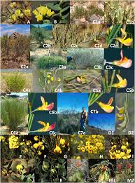 Image result for Jamesbrittenia burkeana