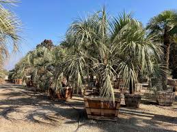 Image result for Butia