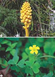 Image result for Aneilema dispermum