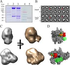 ε, a New Subunit of RNA Polymerase Found in Gram-Positive Bacteria