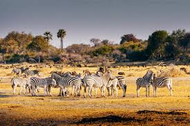 Things to do in botswana, africa: Botswana Rundreisen World Insight Erlebnisreisen