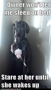 Owner Won T Let Me Sleep On Bed Stare At Her Until She Wakes Up Dane Dog Great Dane Funny Great Dane
