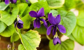 Check spelling or type a new query. Gardens A Celebration Of Sweet Violets Gardens The Guardian